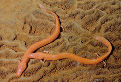 proteus.gif (48672 bytes)